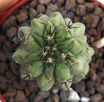 Copiapoa hypogaea X cinerea USA8