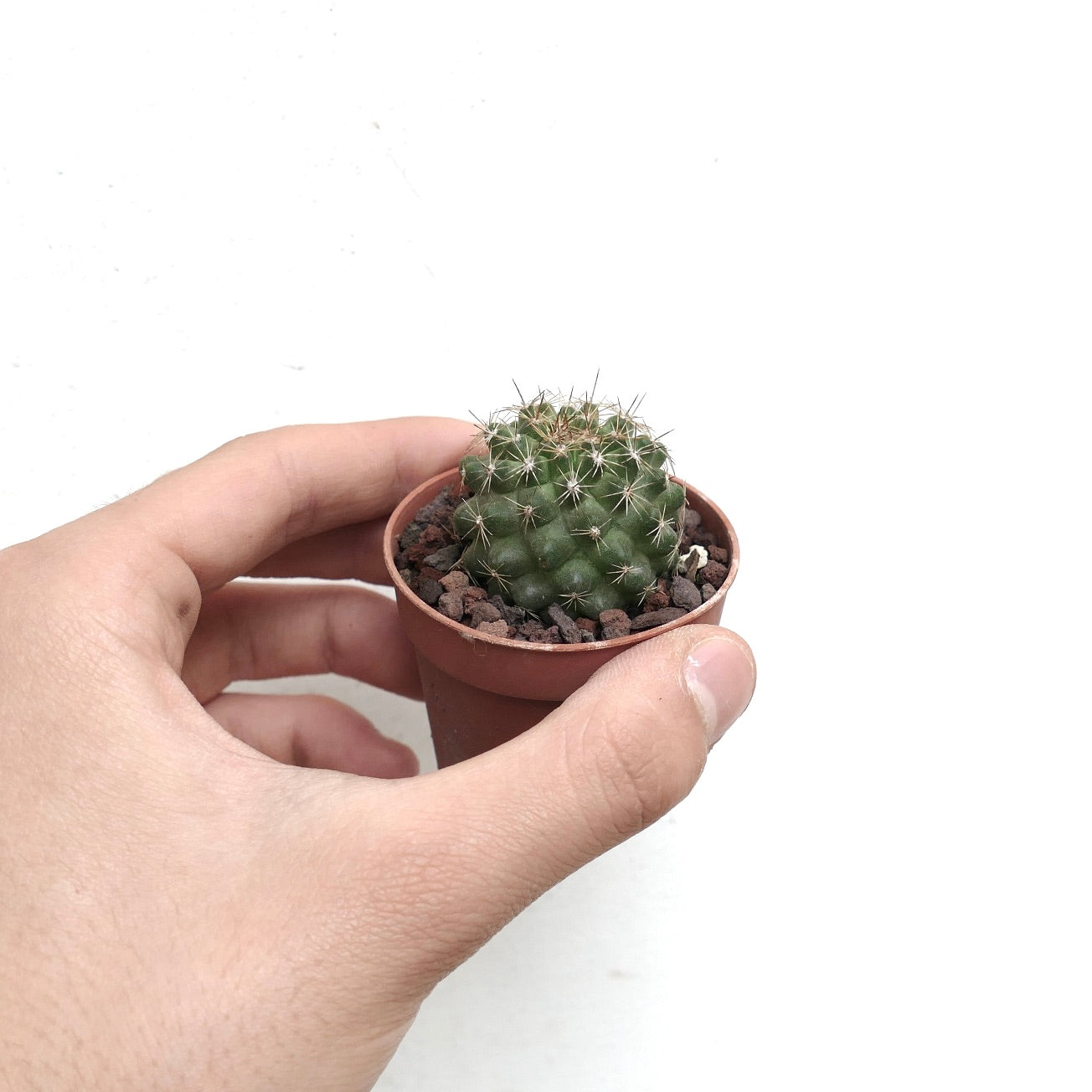 Copiapoa serpentisulcata CRT9