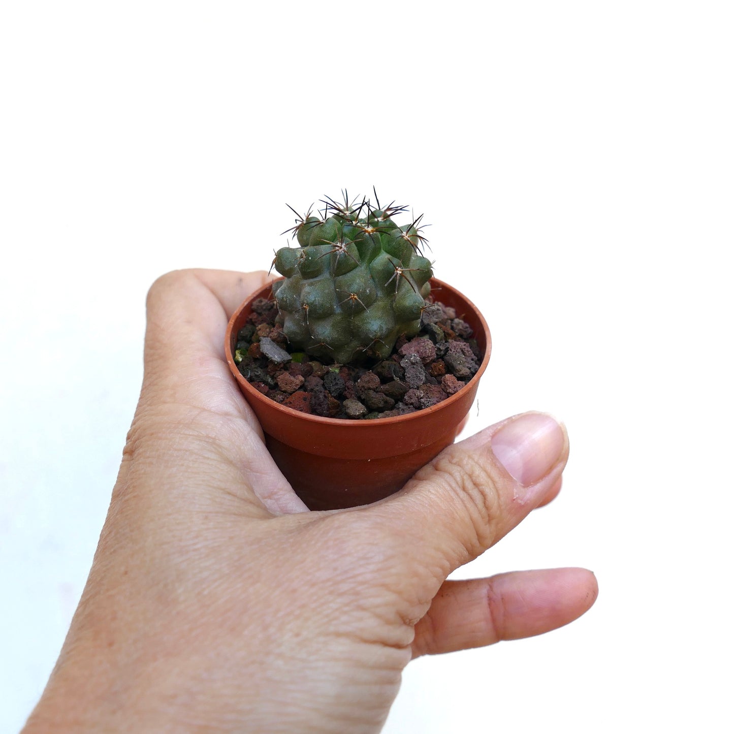 Copiapoa cinerea X desertorum AT6