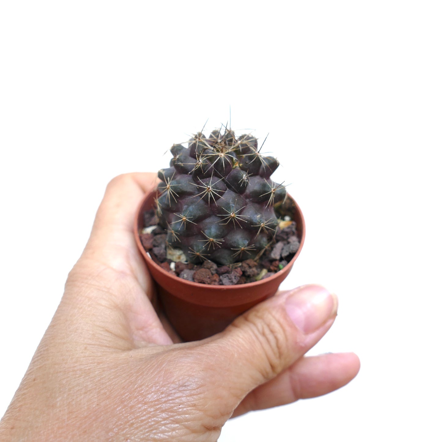 Copiapoa humilis VID69