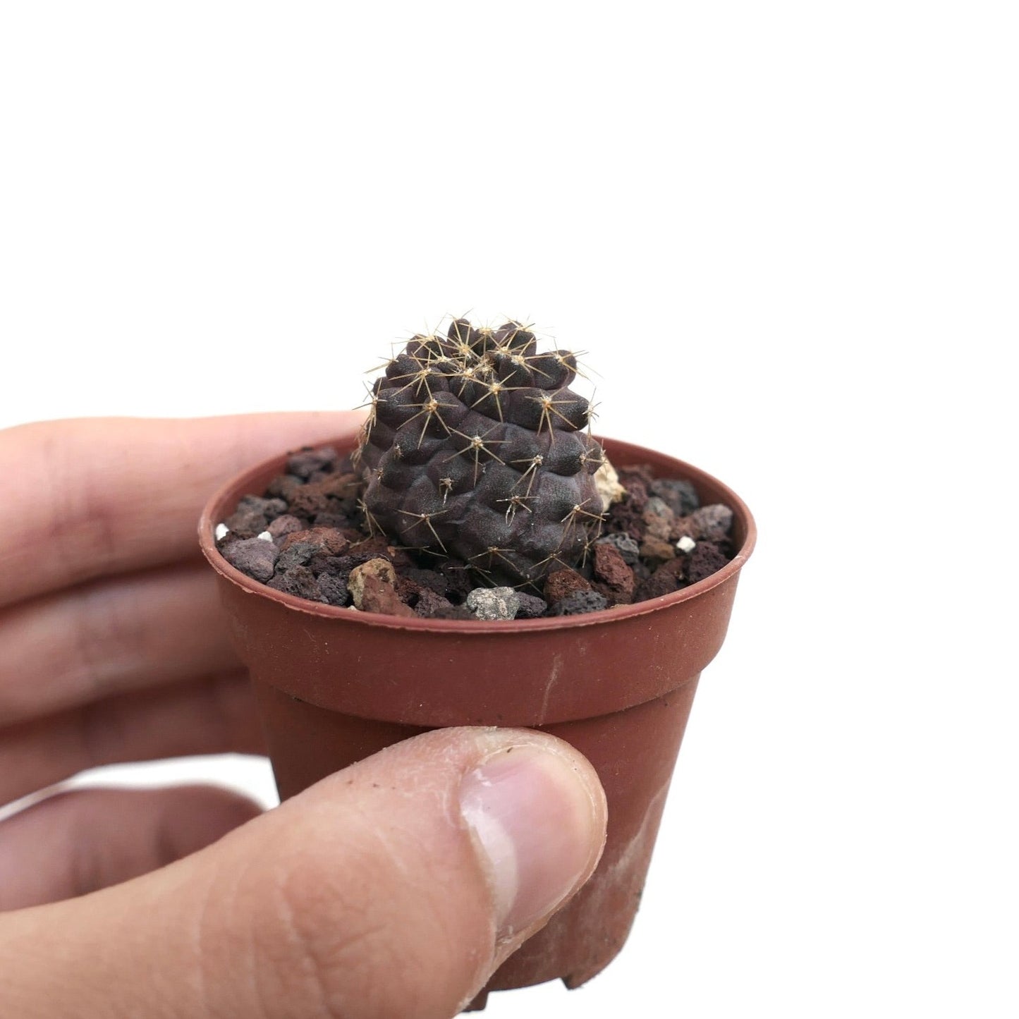 Copiapoa hybrid INP8