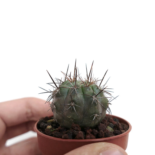 Copiapoa rupestris SAB15J