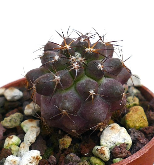 Copiapoa goldii X griseoviolacea MA130