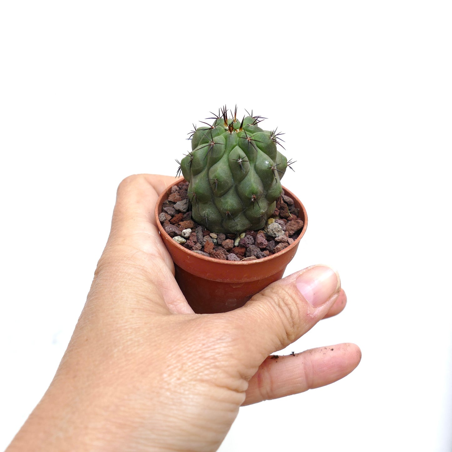 Copiapoa cinerea FORM NUDA X hypogaea SPU99