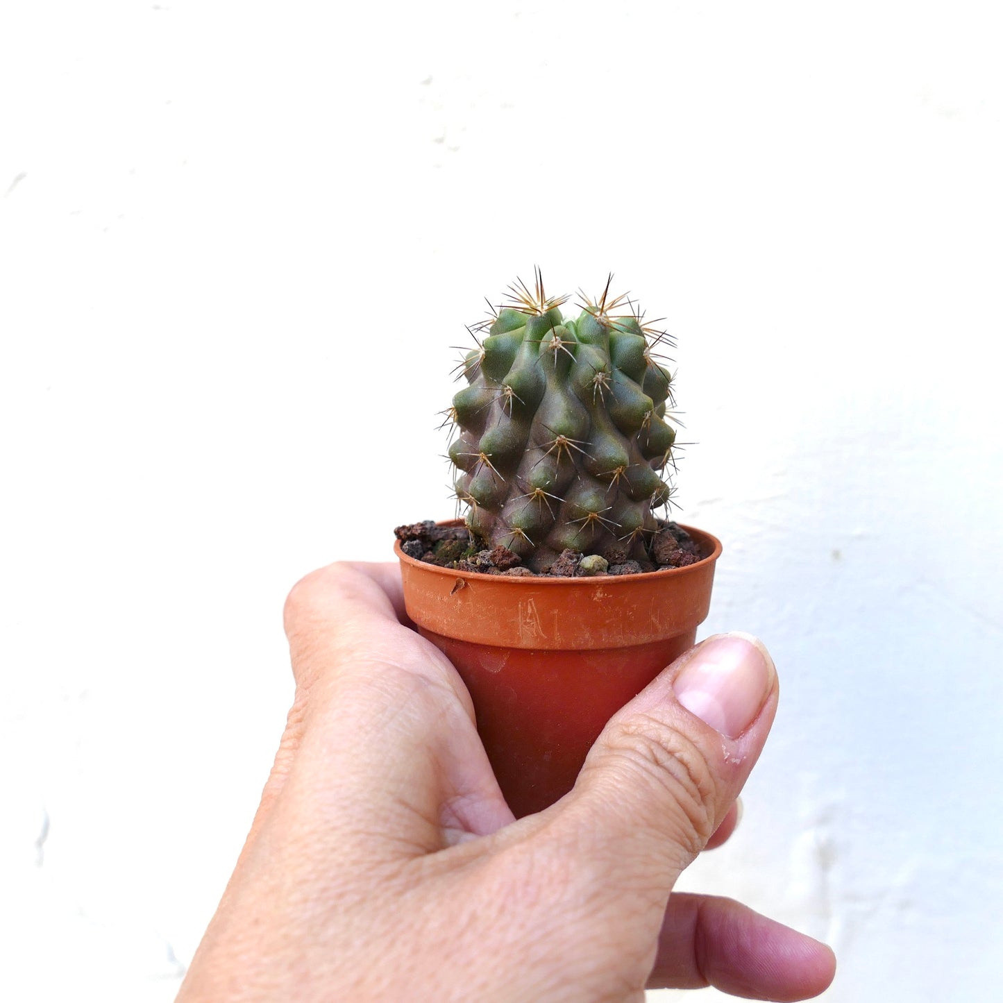 Copiapoa cinerea FORM KIKKO X serpentisulcata 3