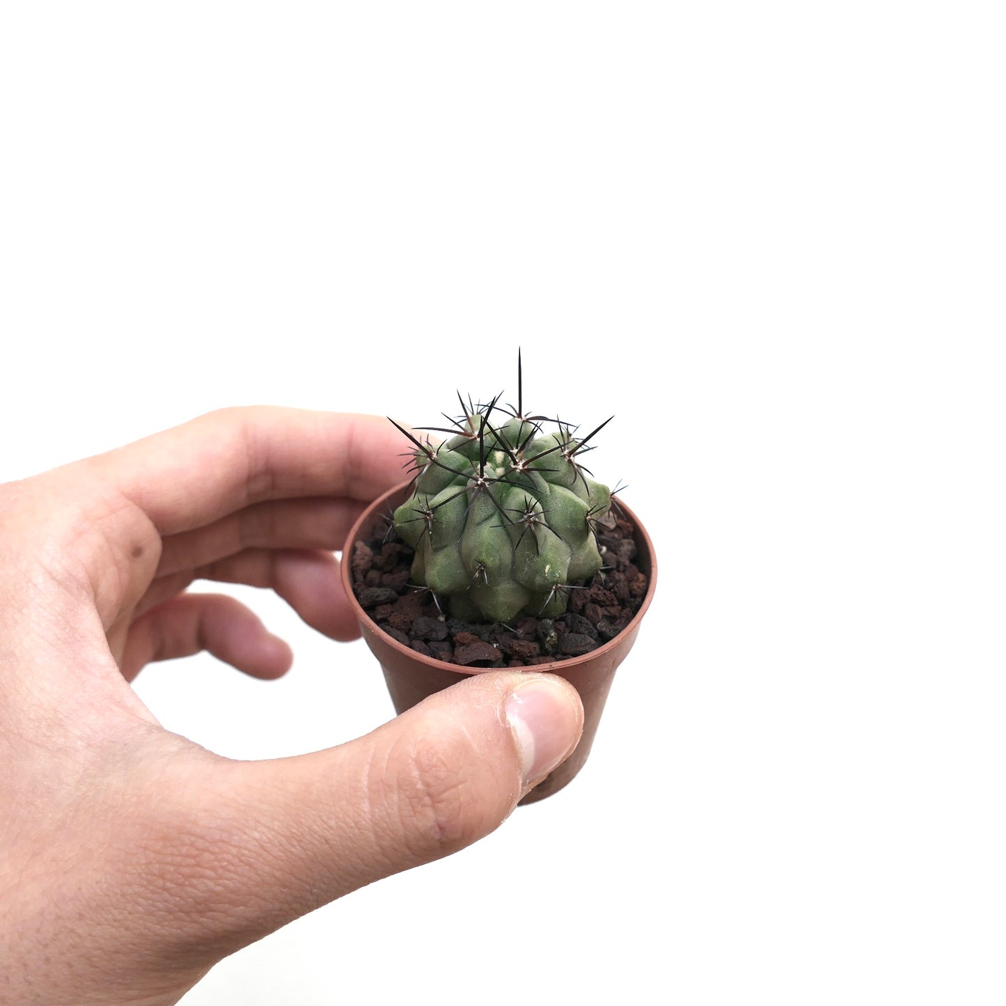 Copiapoa cinerea X atacamnensis INP8