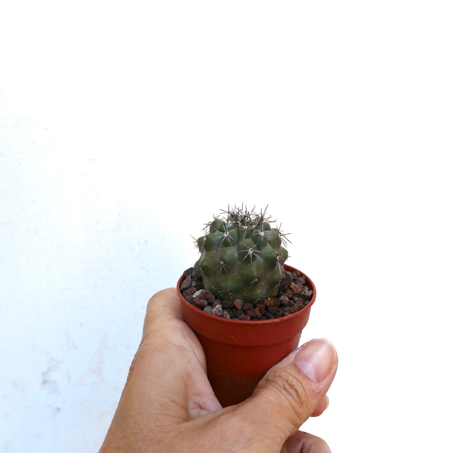 Copiapoa desertorum X fiedleriana AV7