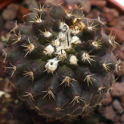 Copaipoa tenuissima 183