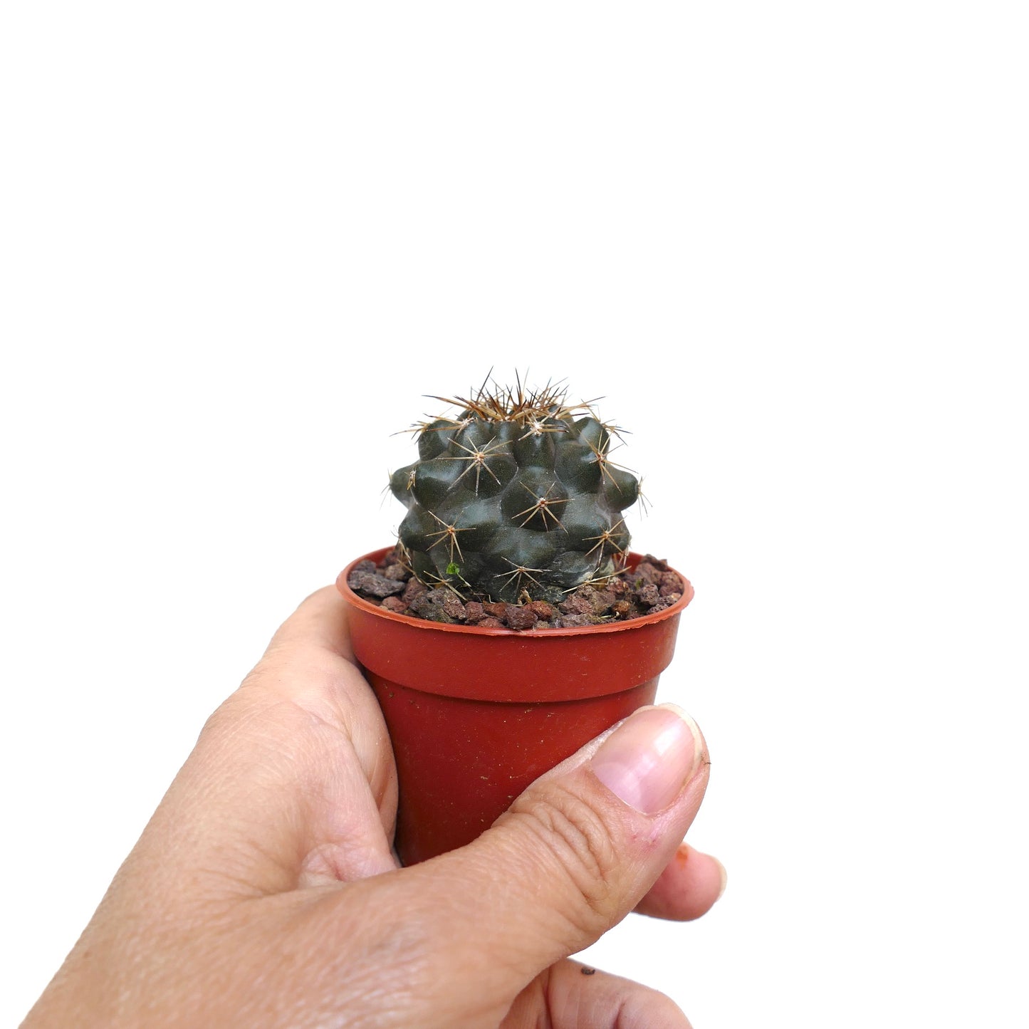 Copiapoa desertorum MPS6