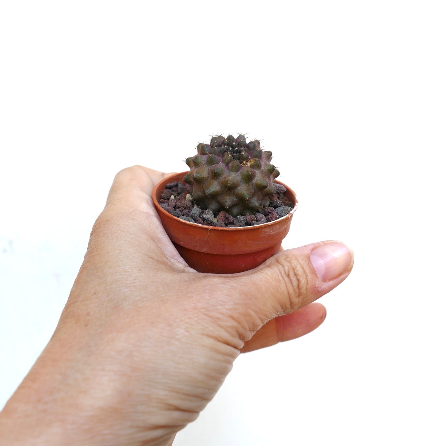 Copiapoa humilis NN16