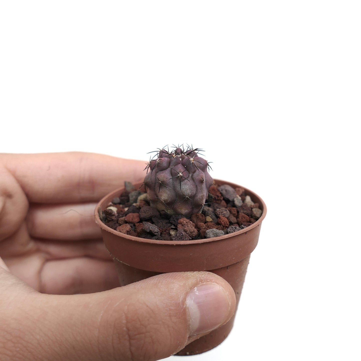 Copiapoa cinerea X griseoviolacea C397