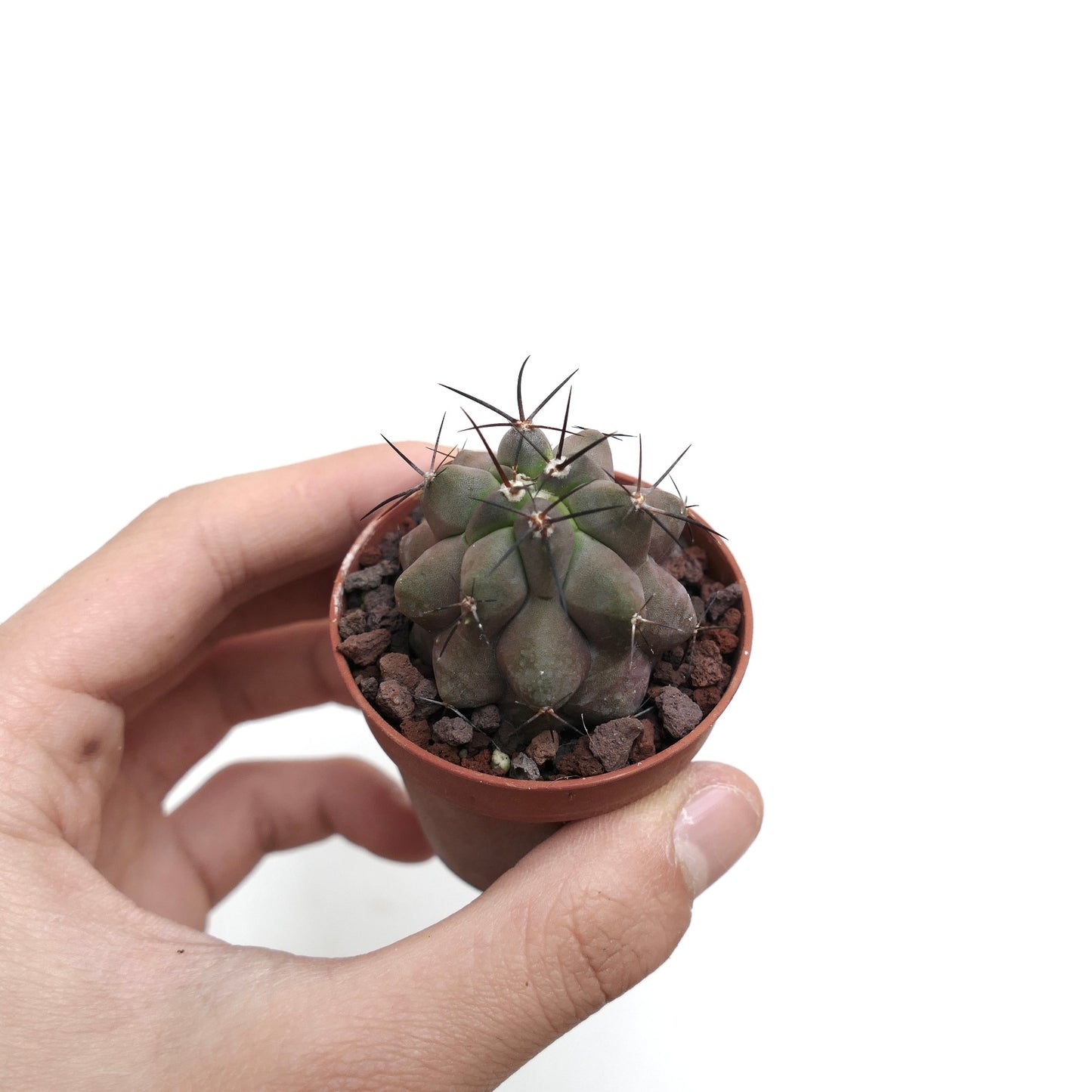 Copiapoa cinerea cv KIKKO x griseoviolacea AV7