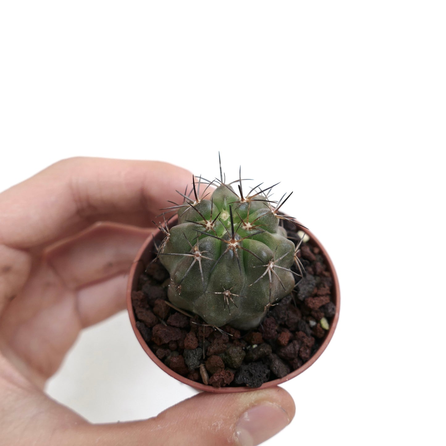 Copiapoa haseltoniana X griseoviolacea 15XX