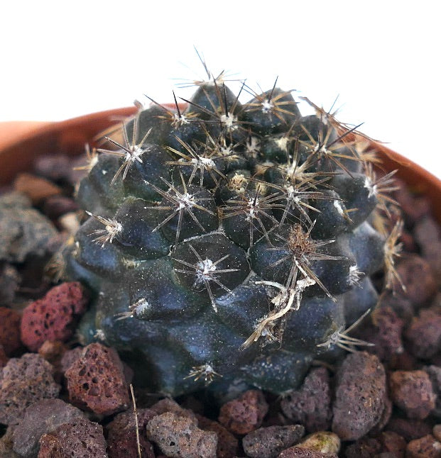 Copiapoa desertorum X humilis V71