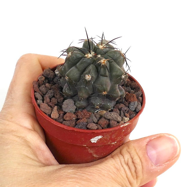 Copiapoa griseoviolacea X dealbata QQ3