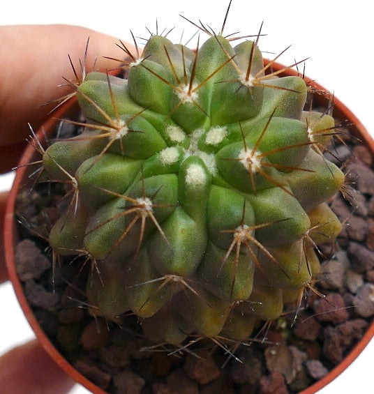 Copiapoa cinerea FORM KIKKO X serpentisulcata 3