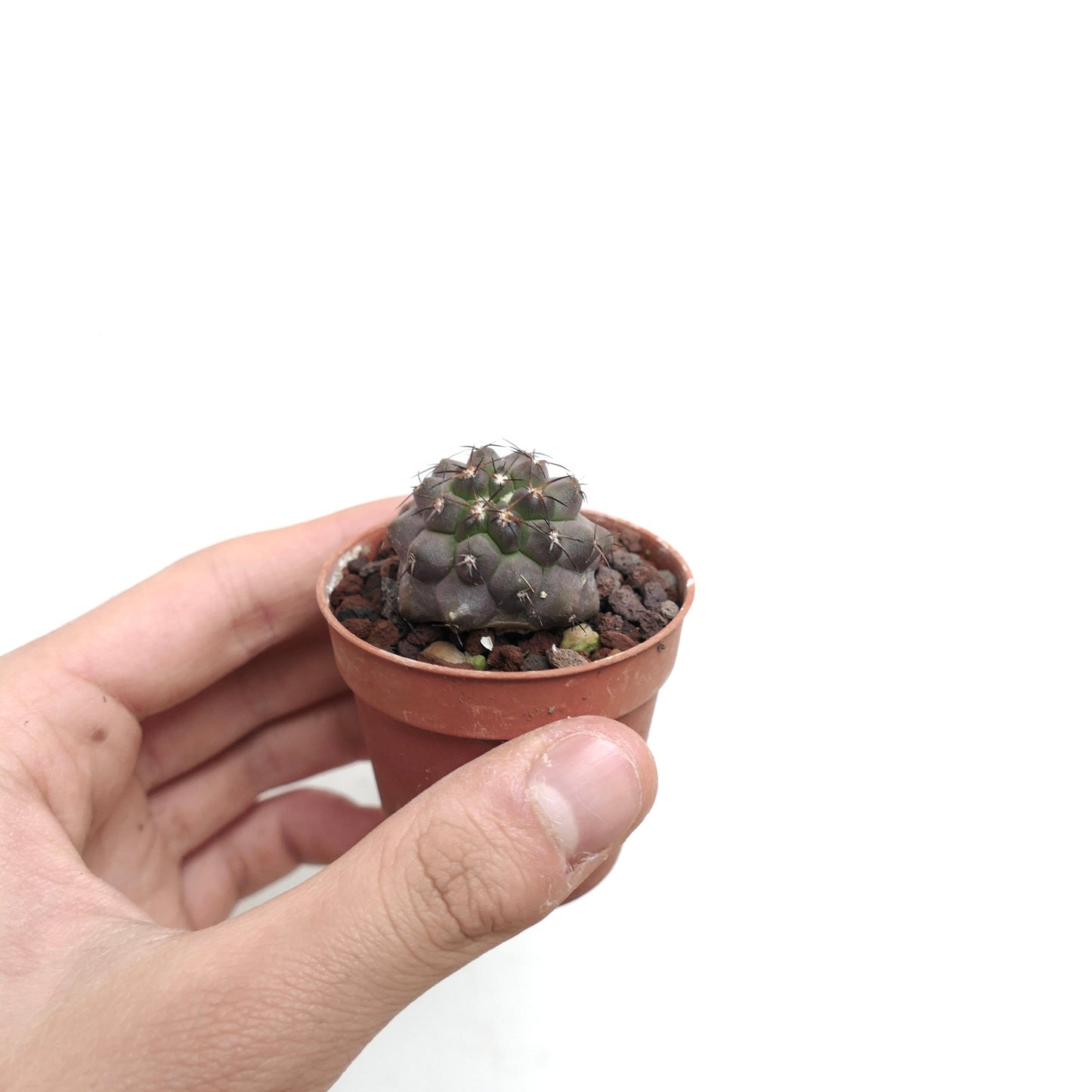 Copiapoa cinerea X desertorum F729