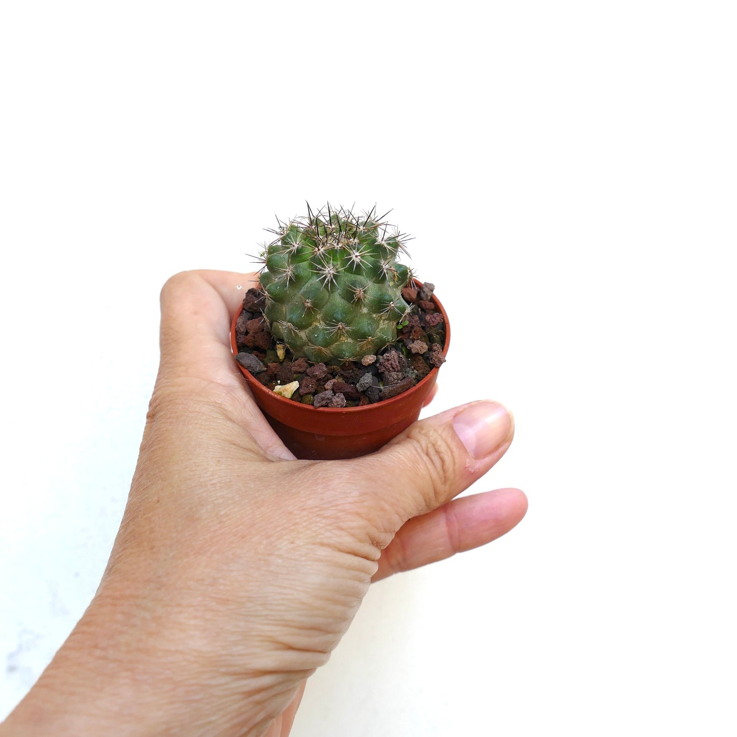 Copiapoa oliviana X serpentisulcata 8N