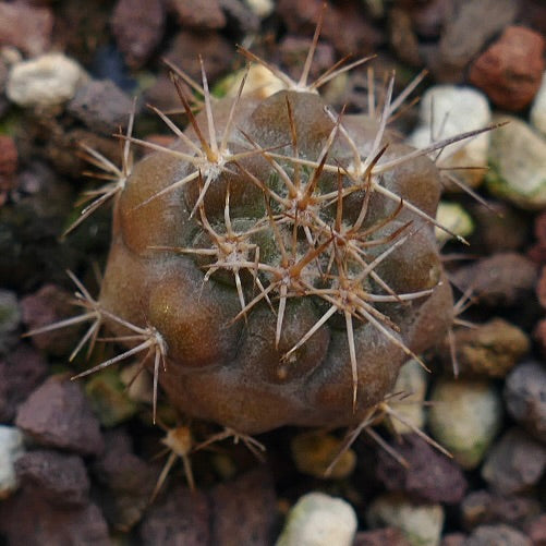 Copiapoa goldii MP3