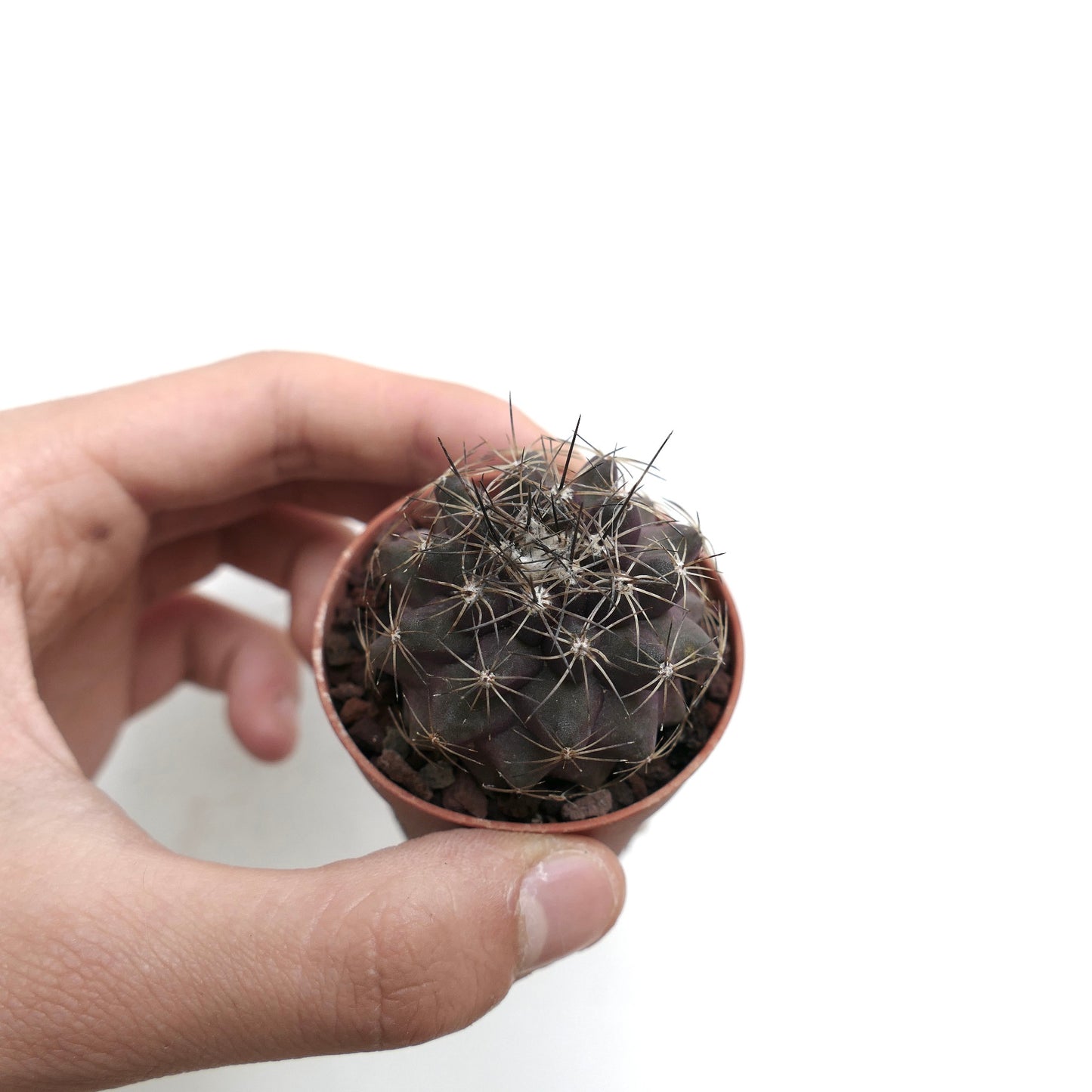 Copiapoa humilis X atacamensis 531