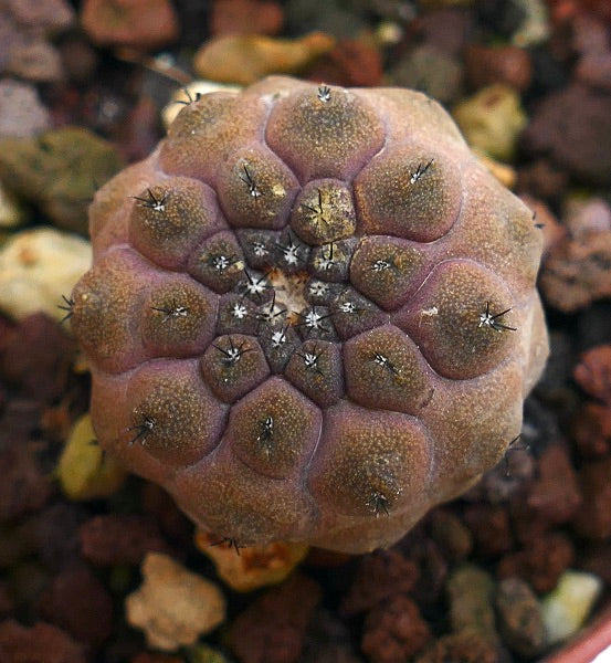 Copiapoa hypogaea 18N