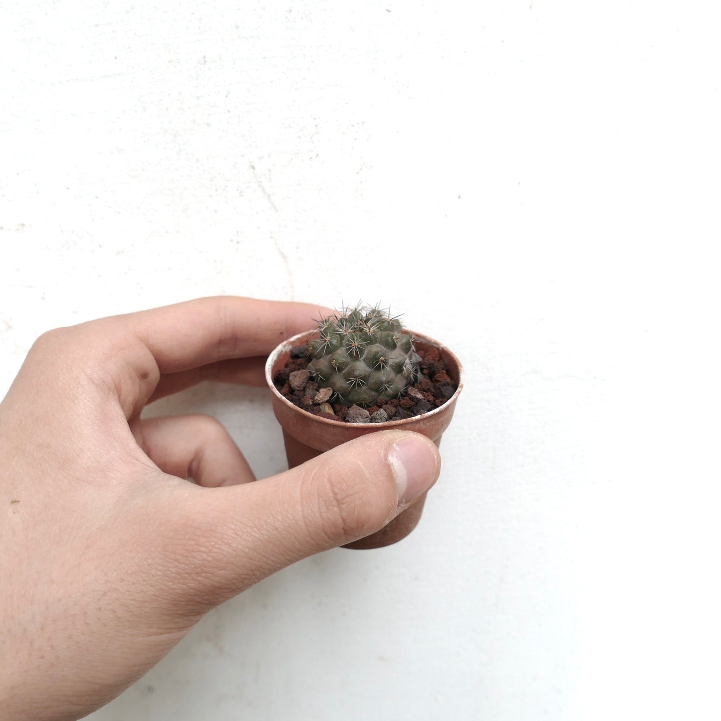 Copiapoa serpentisulcata X humilis AG4