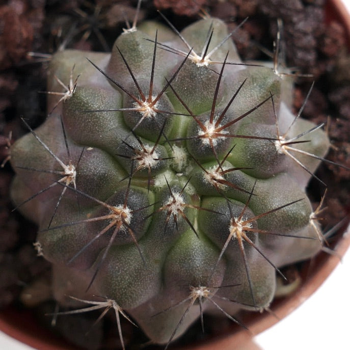 Copiapoa cinerea X serpentisulcata B42