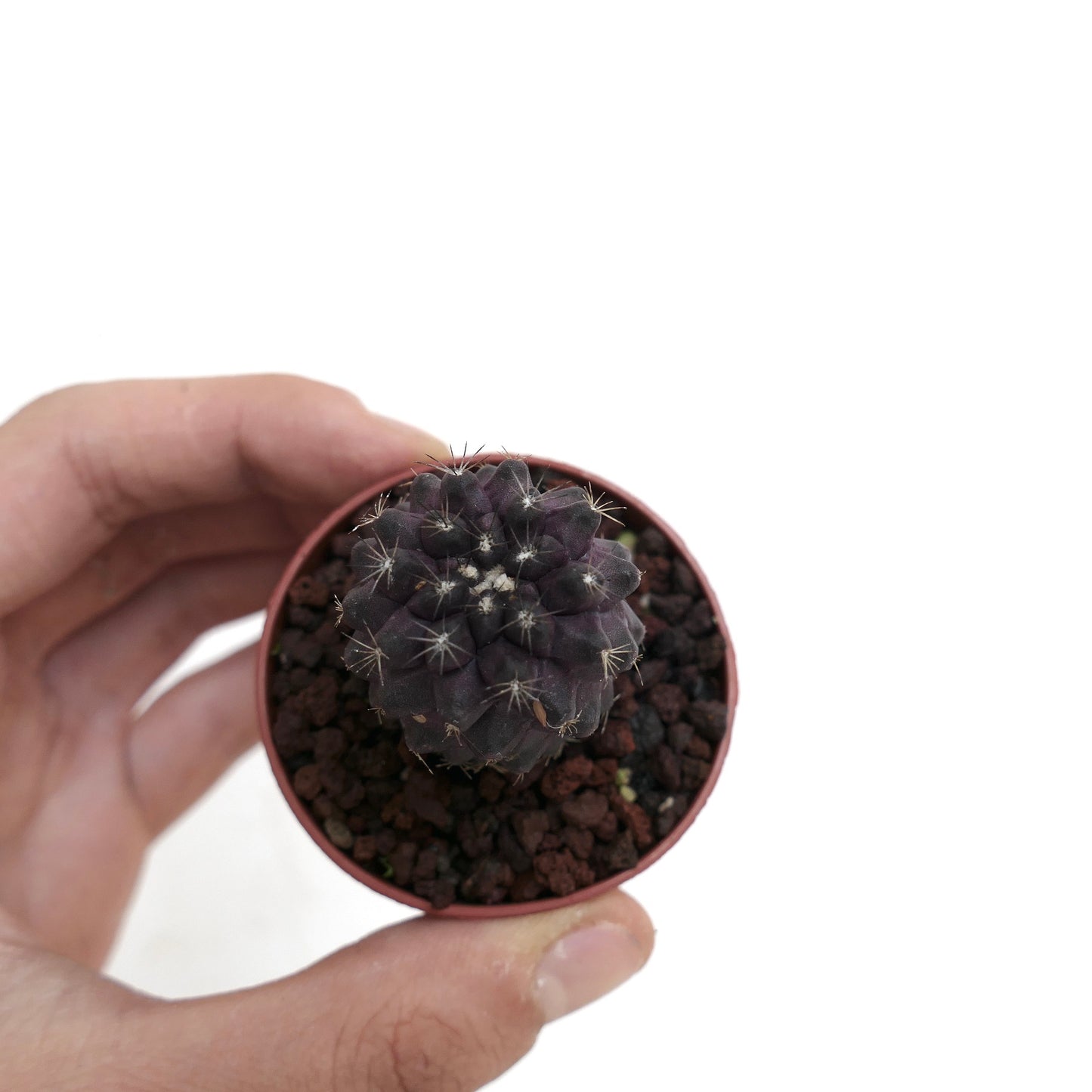 Copiapoa atacamensis X hypogaea DARK GREY 9A4