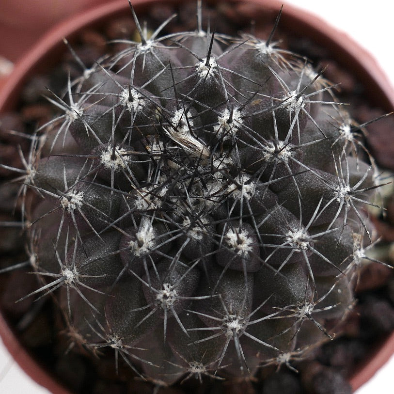 Copiapoa atacamensis X humilis DARK KJ3