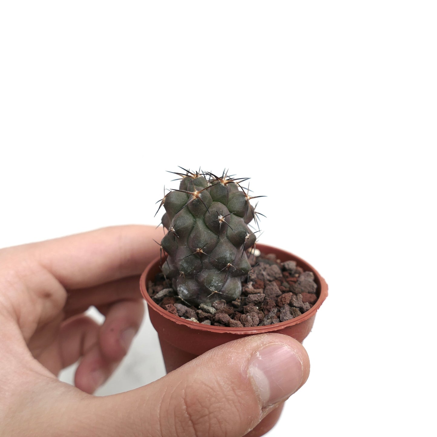 Copiapoa cinerea X desertorum 6R7