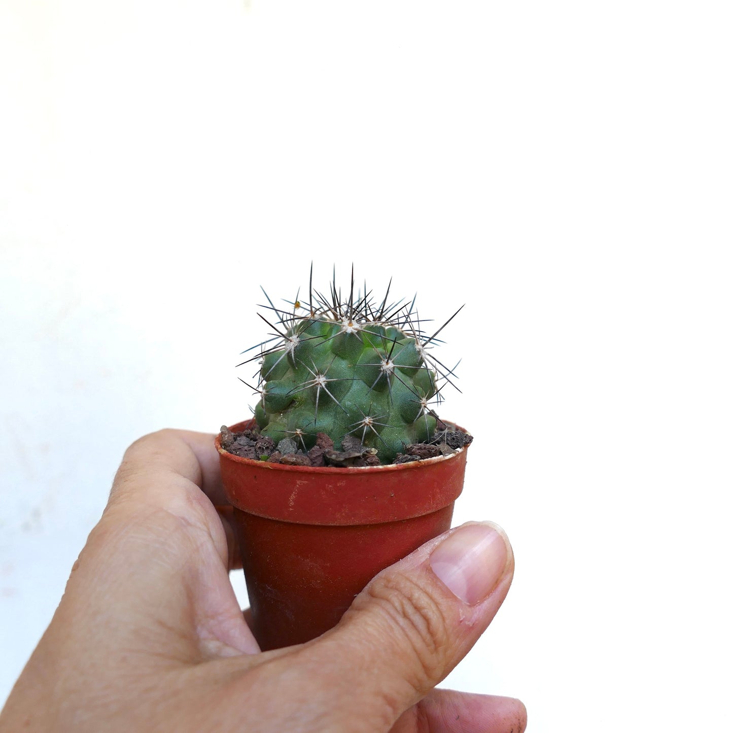 Copiapoa atacamensis X fiedleriana 010