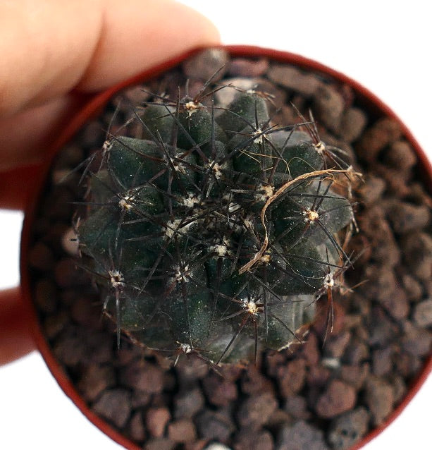 Copiapoa atacamensis GESC61