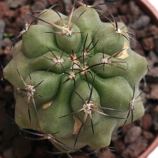 Copiapoa cinerea X andina 2218