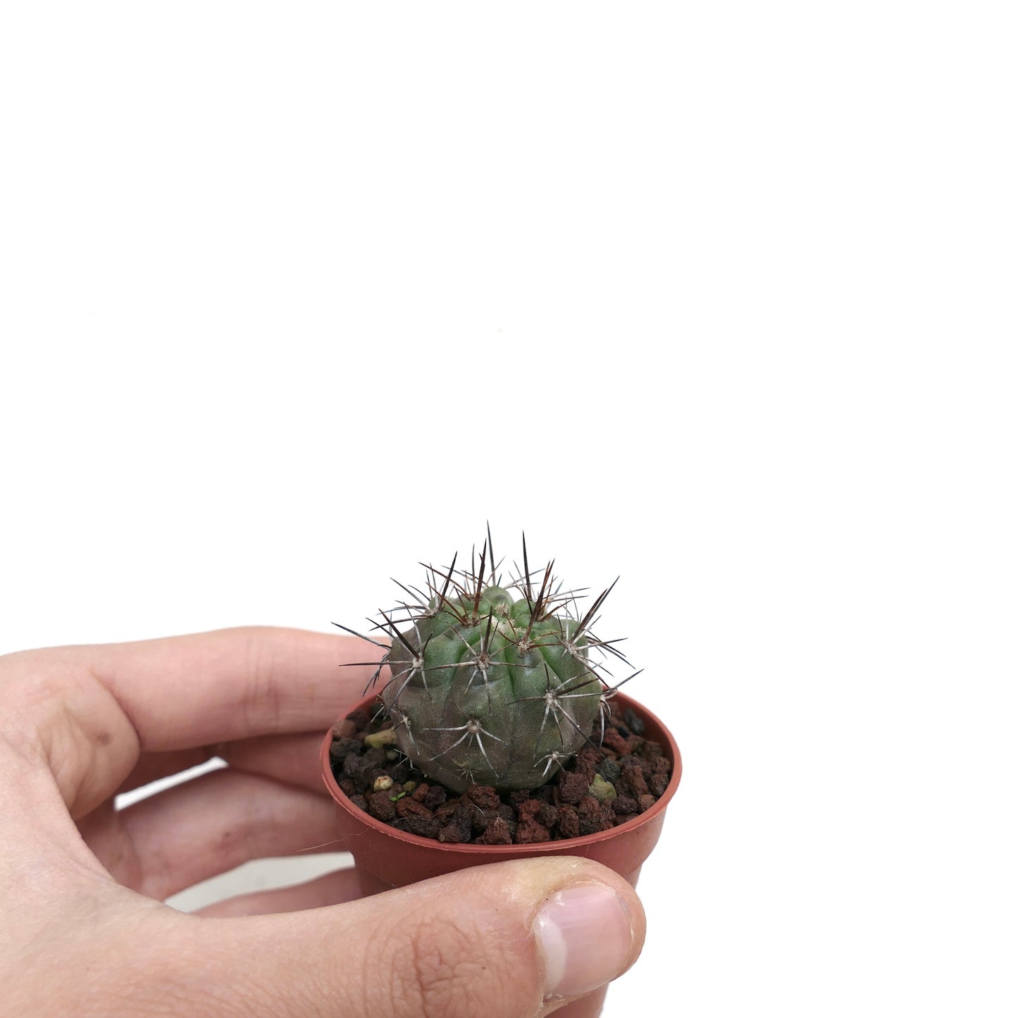 Copiapoa rupestris SAB15J