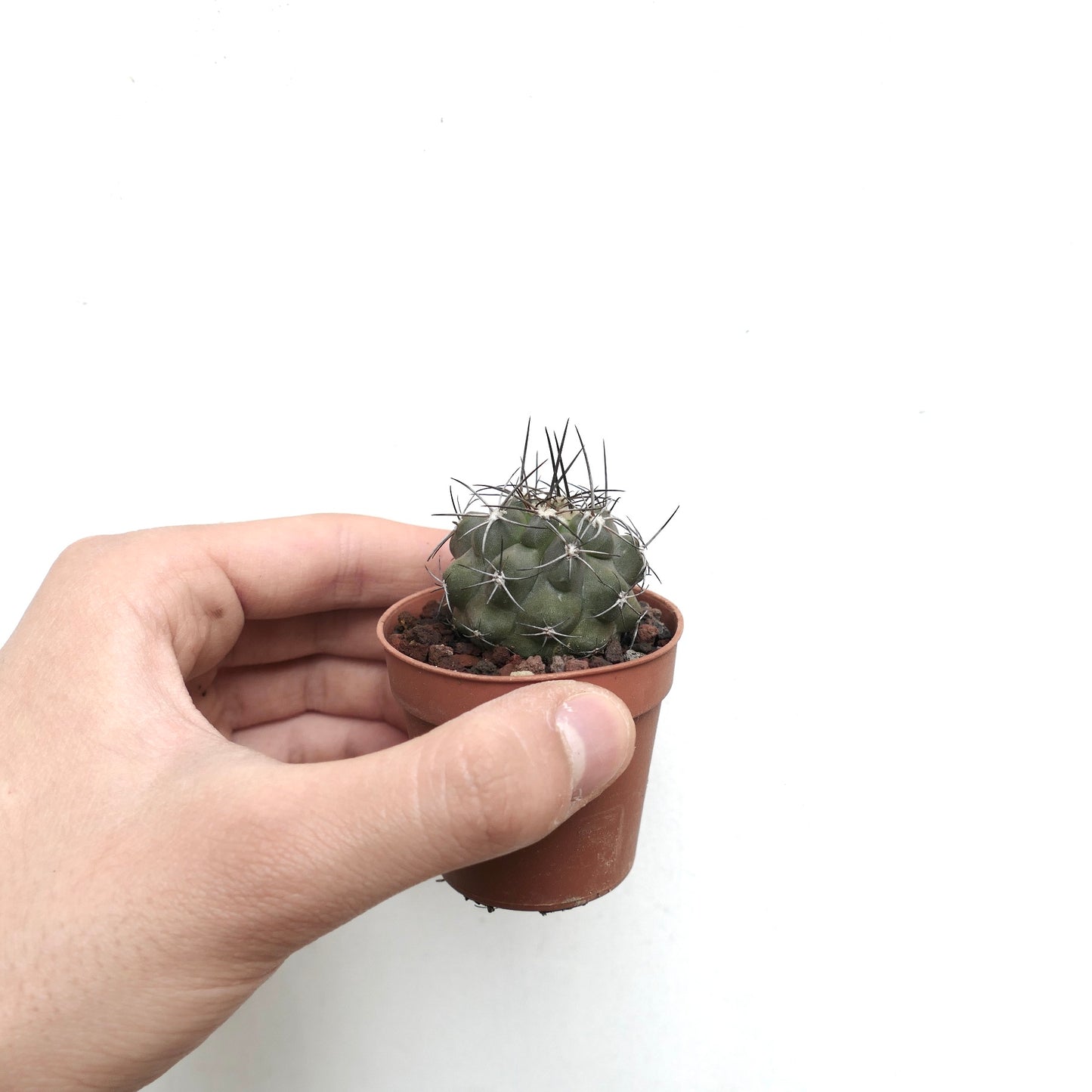 Copiapoa cinerea X carrizalensis 8N