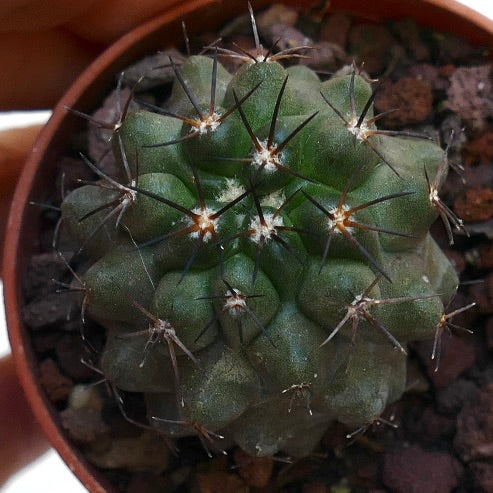 Copiapoa cinerea X desertorum AT6