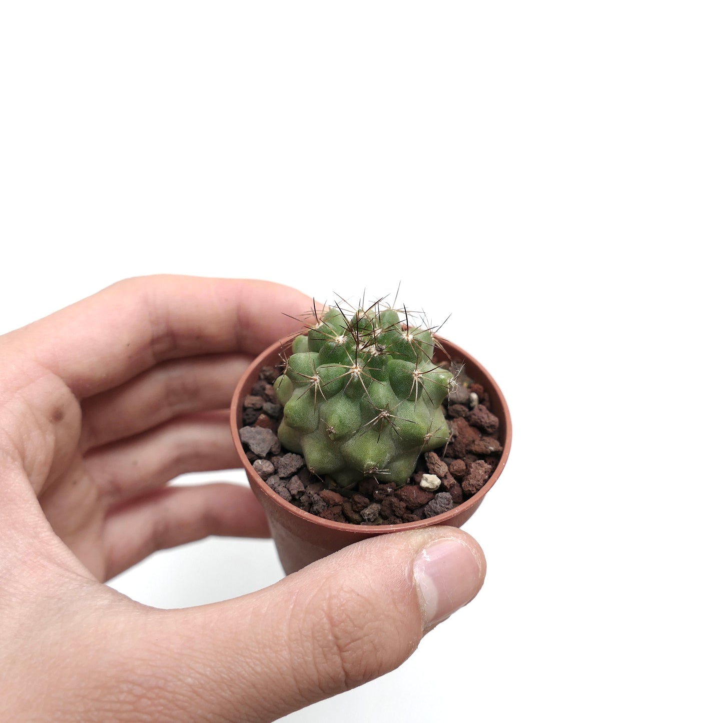 Copiapoa oliviana X serpentisulcata 66BY