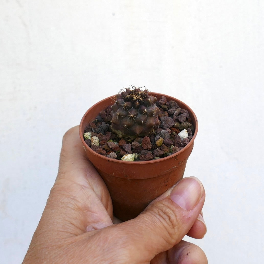 Copiapoa serpentisulcata CUD21