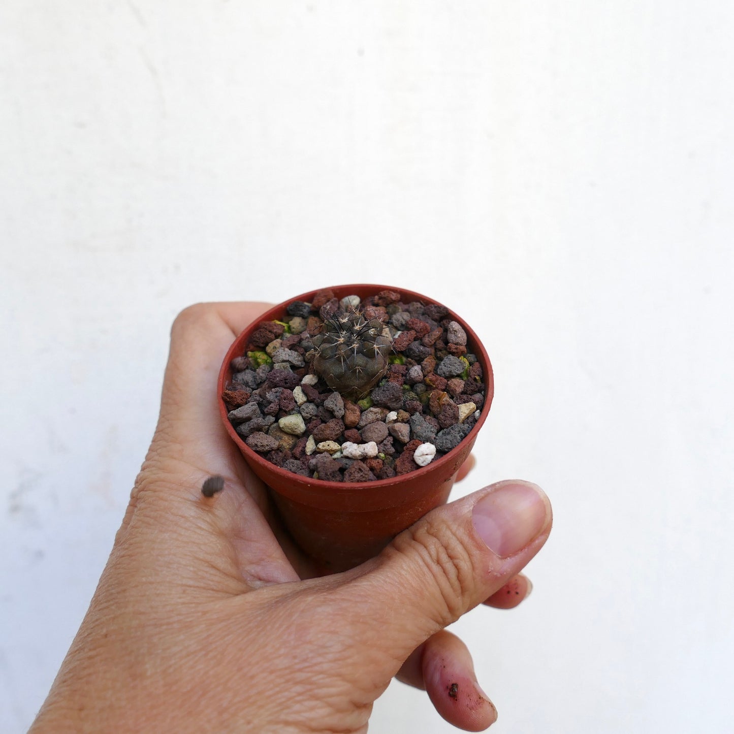 Copiapoa cinerea X atacamensis D2U1