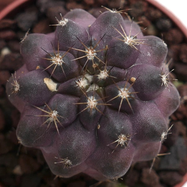 Copiapoa hybrid INP8