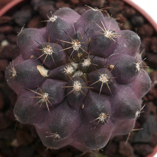 Copiapoa griseoviolacea X serpentisulcata 307