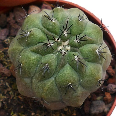 Copiapoa cinerea FORM NUDA X hypogaea SPU99