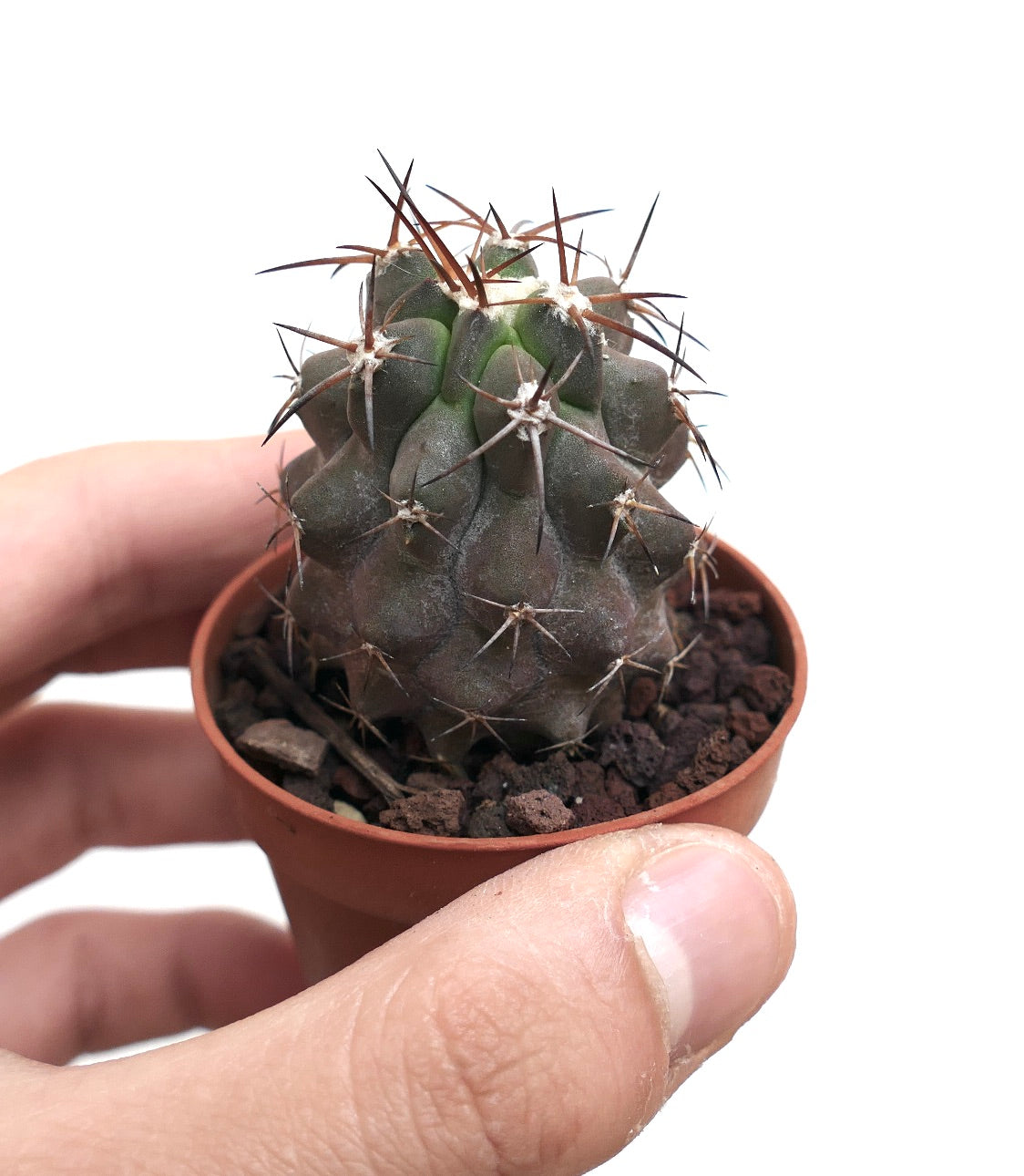 Copiapoa cinerea X solaris B37