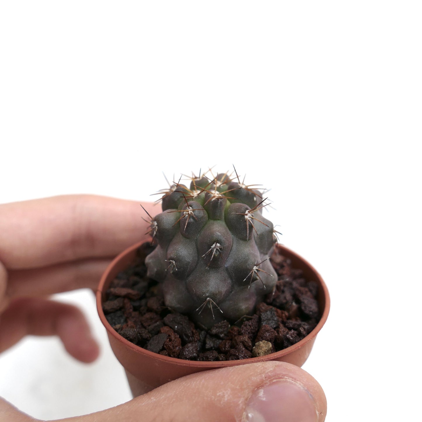 Copiapoa columna-alba X cinerea 70K