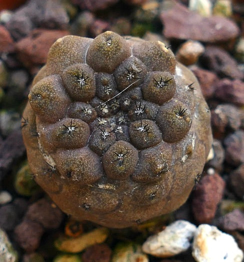 Copiapoa hypogaea cv LIZARD SKIN FJQ-Y9