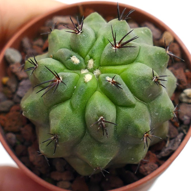 Copiapoa cinerea KIKKO X hypogaea SN4