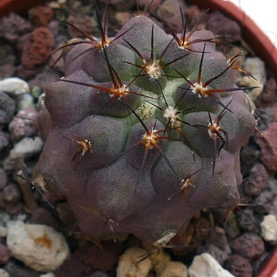  Copiapoa columna-alba X griseoviolacea PL460