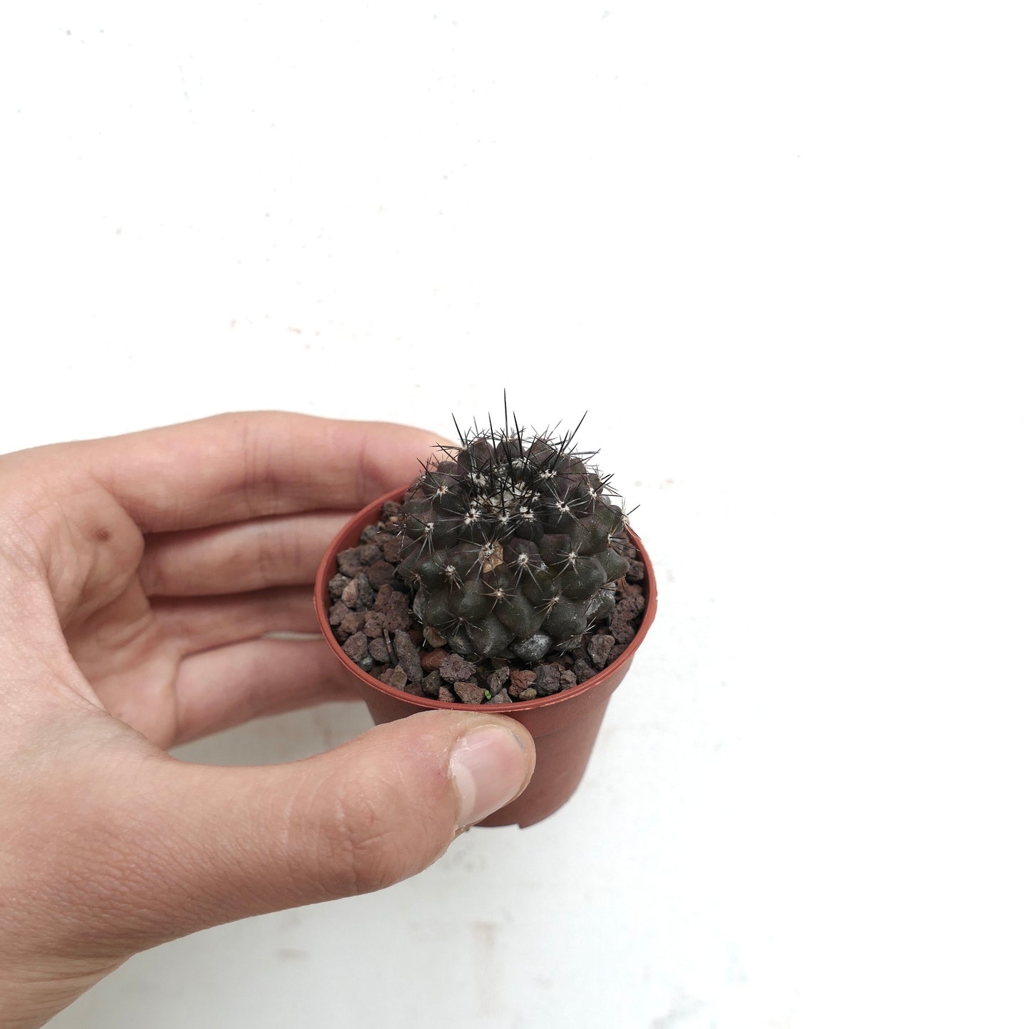 Copiapoa atacamensis 753