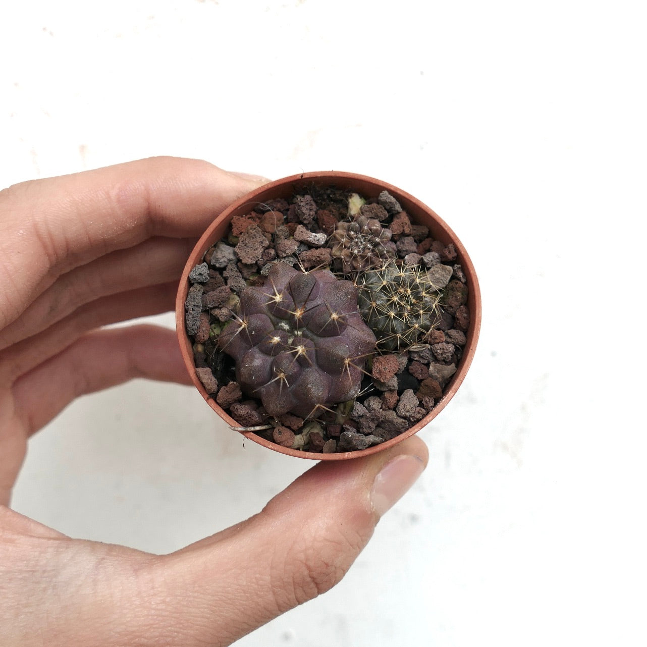 Copiapoa hybrid (pot of 3 seedlings) 13MG