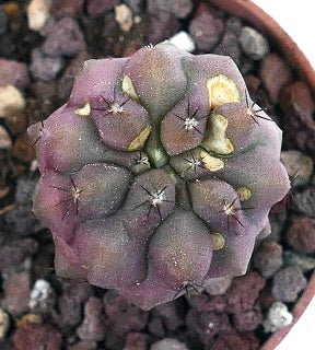 Copiapoa cinerea X hypogaea (SLIGHTLY PINKISH) 60